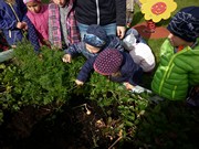 Sklízíme úrodu na školní zahrádce